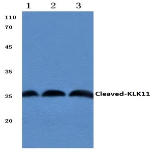 Cleaved-KLK11 (I54) pAb