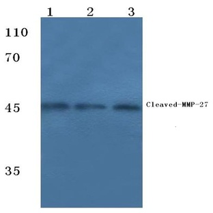 Cleaved-MMP-27 (Y99) pAb