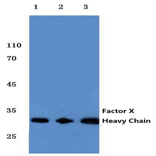 F10 (Heavy Chain) pAb