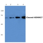 Cleaved-ADAM17 (R215) pAb