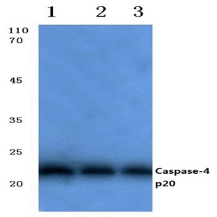 Caspase-4 p20 (Q81) pAb