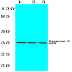  Actived-Caspase-9 p35 (D315) pAb