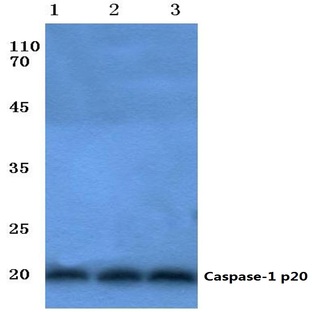 Caspase-1 p20 (N120) pAb