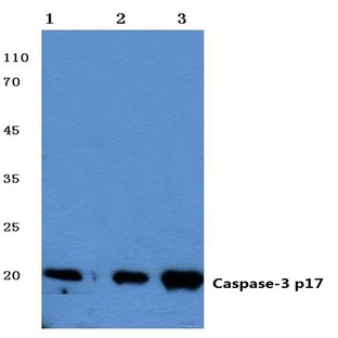 Caspase-3 p17 (D175) pAb