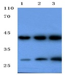 Cathepsin G (I21) pAb