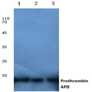 Cleaved-Thrombin (APII) pAb