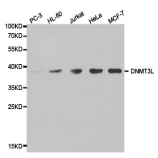 DNMT3L pAb (ChIP Grade)