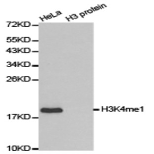   Histone H3 (Mono-Methyl K4) pAb