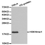   Histone H3 (Mono-Methyl K4) pAb