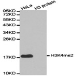 Histone H3 (Di-Methyl K4) pAb 