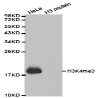 Histone H3 (Tri-Methyl K4) pAb 