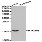  Histone H3 (Mono-Methyl K9) pAb