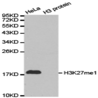  Histone H3 (Mono-Methyl K27) pAb