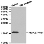  Histone H3 (Mono-Methyl K27) pAb