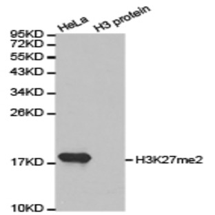 Histone H3 (Di-Methyl K27) pAb