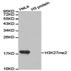 Histone H3 (Di-Methyl K27) pAb