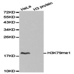  Histone H3 (Mono-Methyl K79) pAb