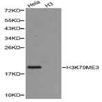 Histone H3 (Tri-Methyl K79) pAb