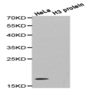 Histone H3 (aDi-Methyl R26) pAb