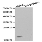 Histone H3 (aDi-Methyl R26) pAb