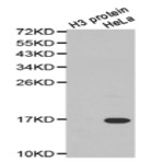   Histone H3 (aDi-Methyl R17) pAb