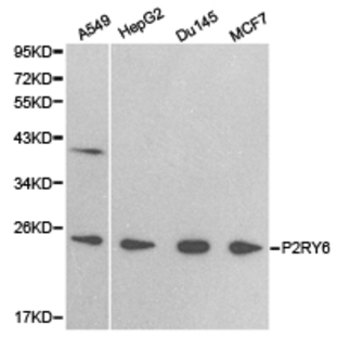P2Y6 pAb
