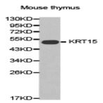 Cytokeratin 15 pAb