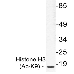 Ac-Histone H3 (K9) pAb