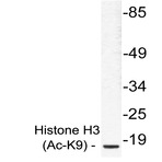 Ac-Histone H3 (K9) pAb