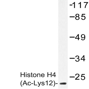 Ac-Histone H4 (K12) pAb