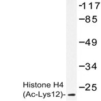 Ac-Histone H4 (K12) pAb