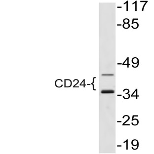 CD24 (L14) pAb