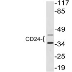 CD24 (L14) pAb