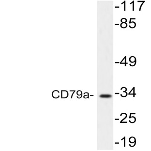 CD79a (T203) pAb