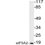 eIF5A2 (Y127) pAb