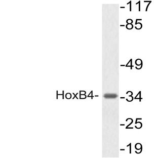 Hox-B4 (A135) pAb