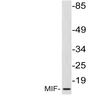 MIF (R74) pAb