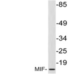 MIF (R74) pAb