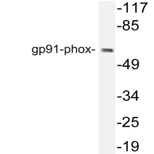 gp91-phox (I502) pAb