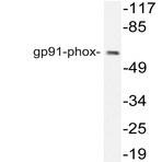 gp91-phox (I502) pAb