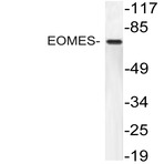 EOMES (P108) pAb