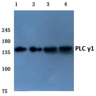 PLC (gamma)1 (G1247) pAb