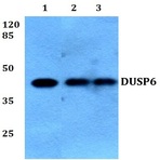 DUSP6 (L76) pAb