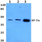 EF-Tu (L338) pAb