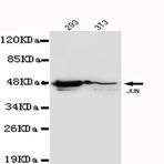 c-Jun mAb