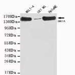 SMC1A (C-terminus) mAb