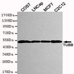 Tubulin beta mAb