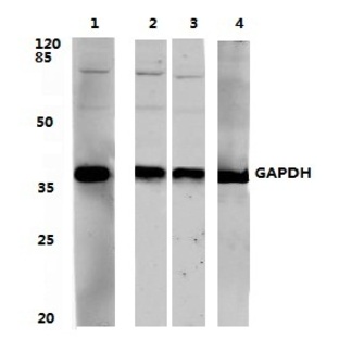 GAPDH (1A6) mAb