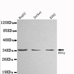 PSME3 mAb