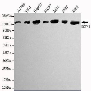 Dynactin 1 (N-terminus) mAb